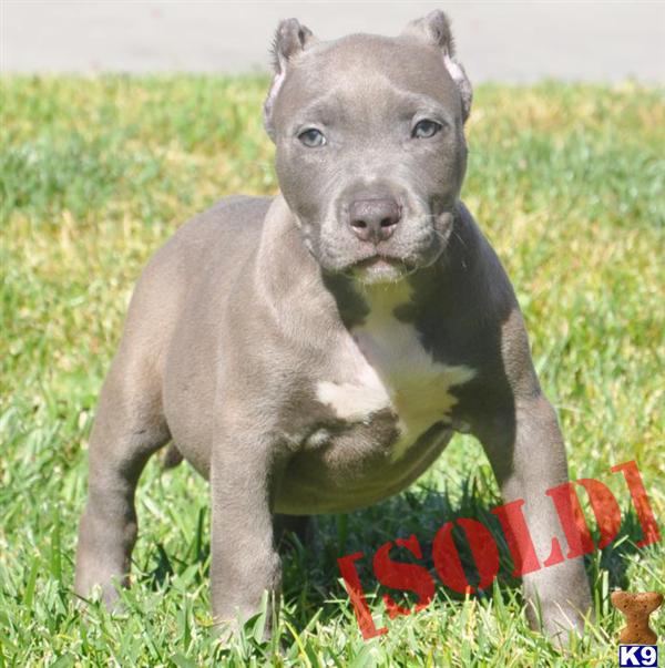 ✔BEAST→→SOLD→→.SOLD→→SOLD→→WWW.HQBULLIES.COM
